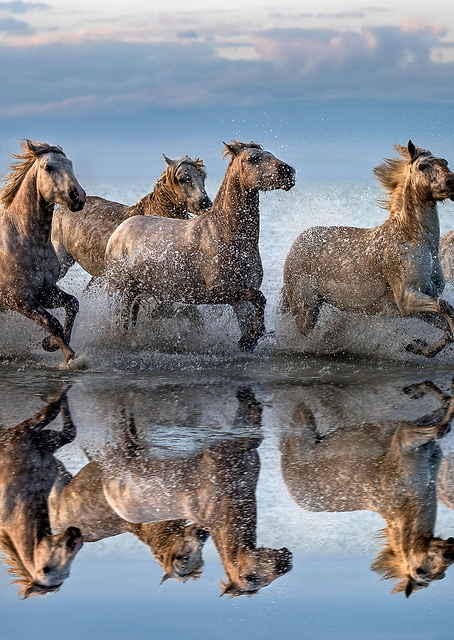 Horses and reflection / PLATINA