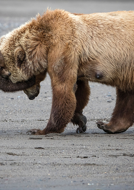 A Little Bear Hug / PLATINA
