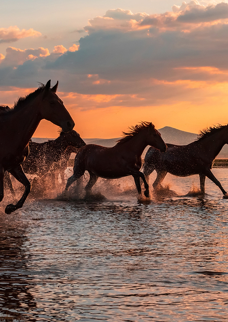 Water Horses / PLATINA