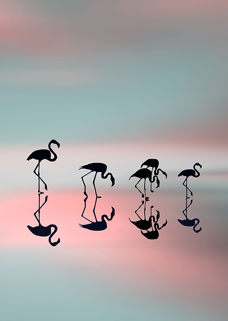 Family flamingos 2 / PLATINA
