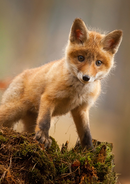 Small Fox / PLATINA