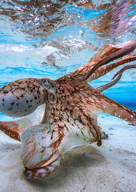 Dancing Octopus / PLATINA