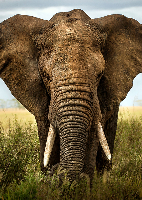 Encounters in Serengeti / PLATINA