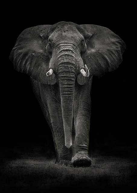 Ngorongoro Bull / PLATINA