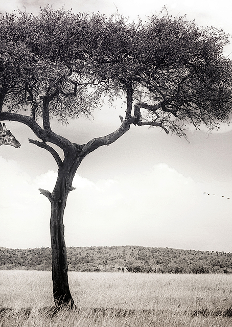 Under the African Sun / PLATINA