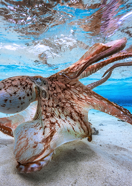 Dancing Octopus 2 / PLATINA