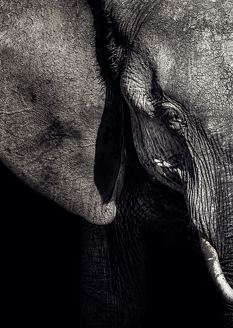 The Matriarch / PLATINA