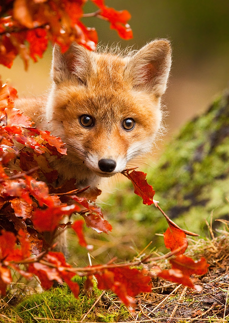 Fox / PLATINA
