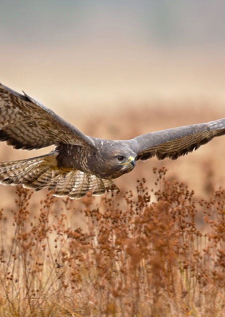 Common Buzzard / PLATINA