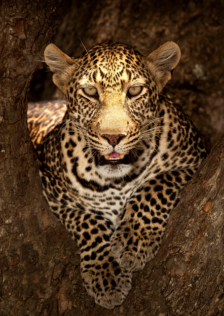 Resting Leopard / PLATINA