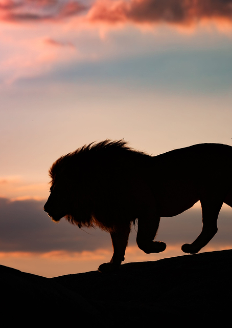 Sunset in the Serengeti / PLATINA