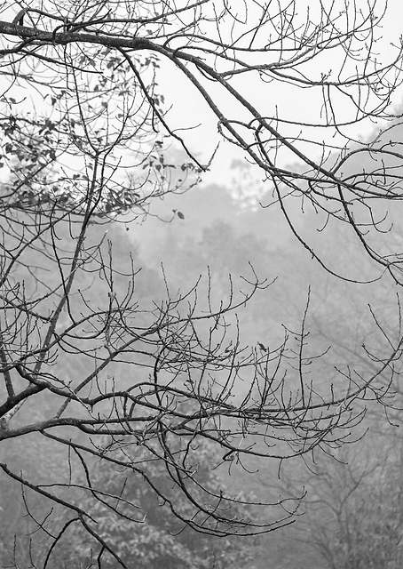 Grey / PLATINA