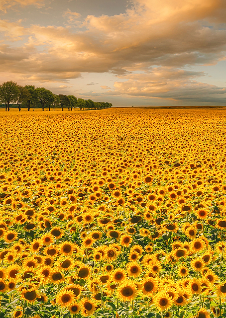 Sunflowers / PLATINA