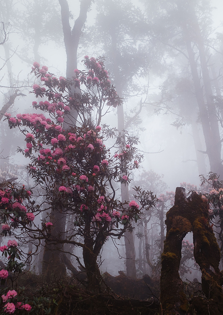 Through the fog / PLATINA