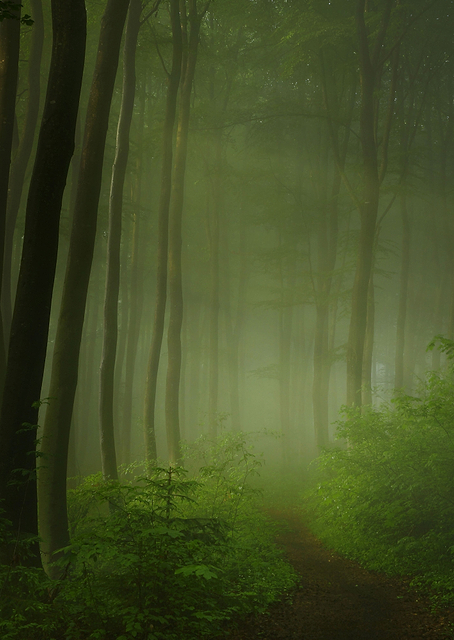Forest Morning / PLATINA