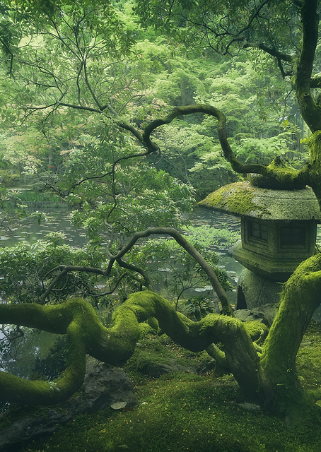 Japanese Tree / PLATINA