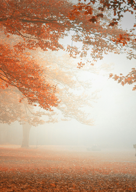 The wonders of nature / PLATINA