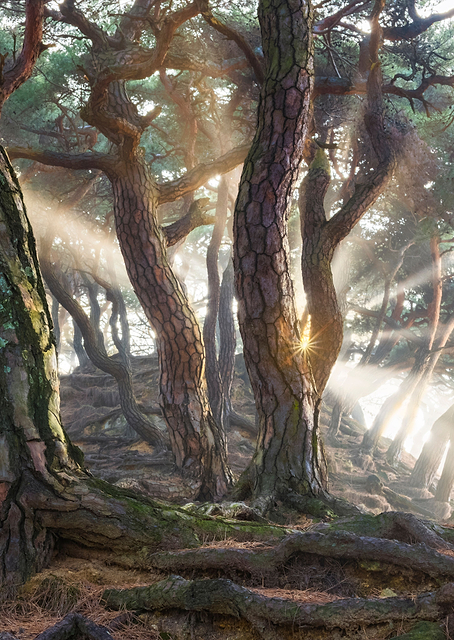 Sacred Pine Trees / PLATINA