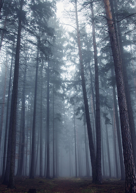 Mysterious foggy forest / PLATINA