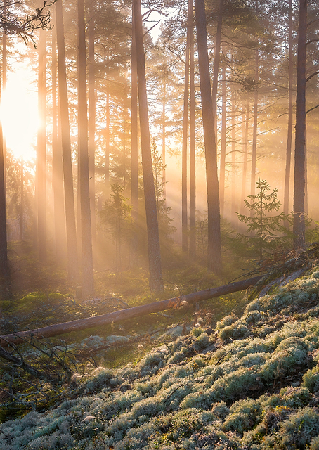 Fog in the forest / PLATINA