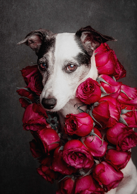 Rose Queen II / PLATINA