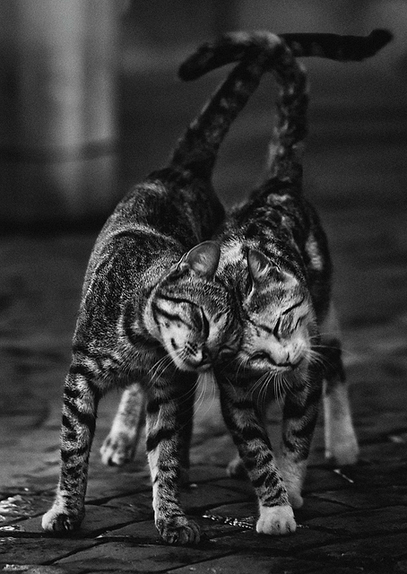 Twin Cats / PLATINA