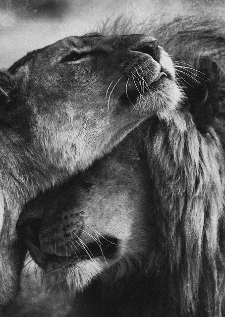 Lion Love / PLATINA