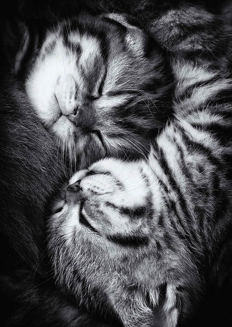Yin and Yang / PLATINA