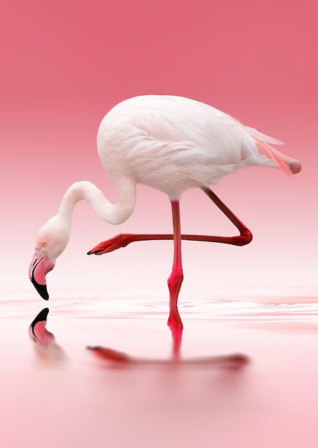Flamingo / PLATINA