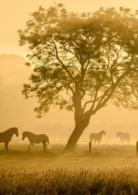 Golden Horses / PLATINA