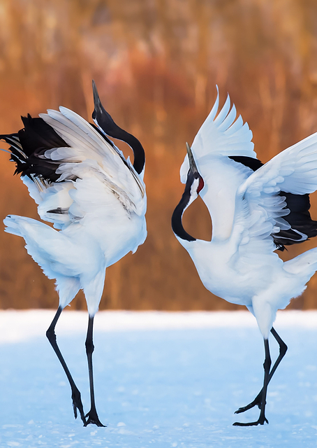 The dance of love / PLATINA