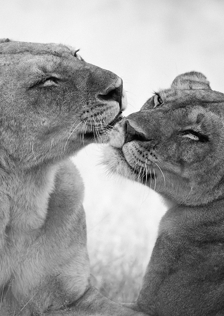 Lion Care / PLATINA