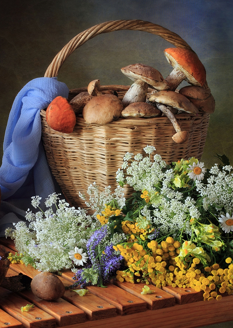 Forest mushrooms / PLATINA