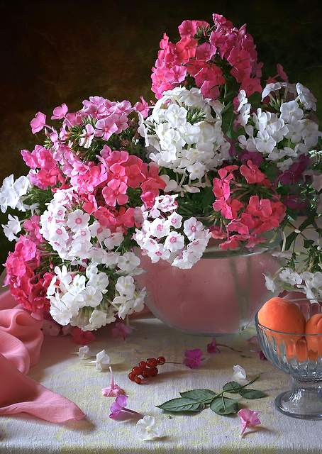 White phlox and apricots / PLATINA