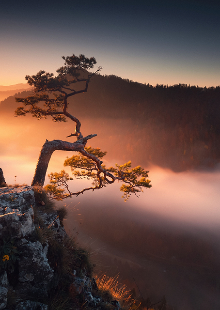 Lonely Tree / PLATINA