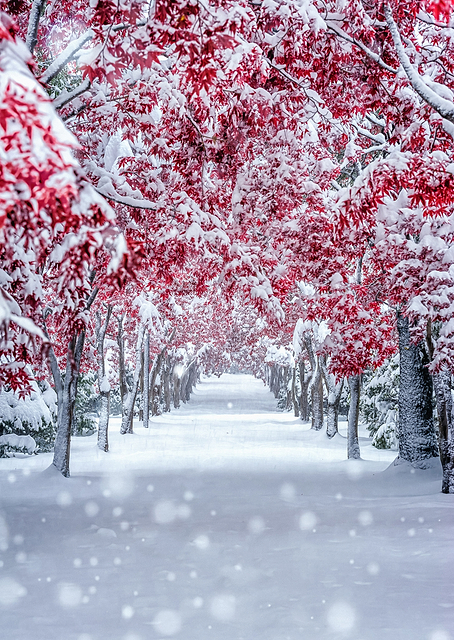 Snowy Maples / PLATINA