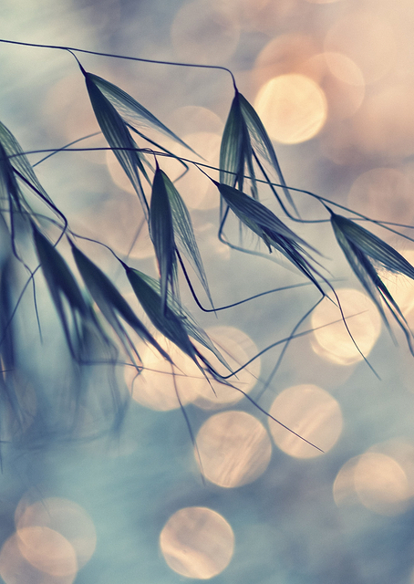Macro / PLATINA