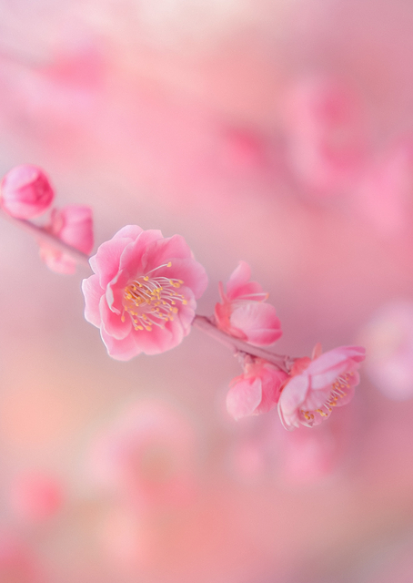 Cherry Blossom / PLATINA
