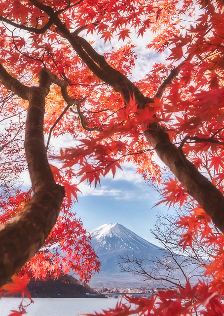 Fuji in the autumn leaves / PLATINA