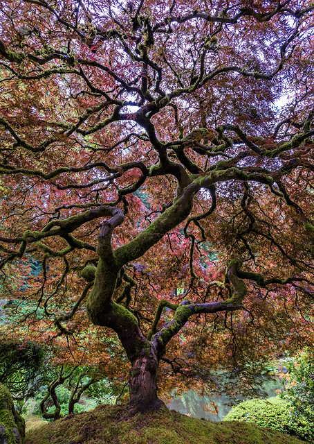 Japanese Maple Tree / PLATINA