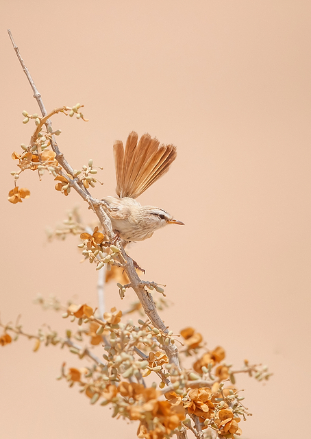Scrub Warbler / PLATINA