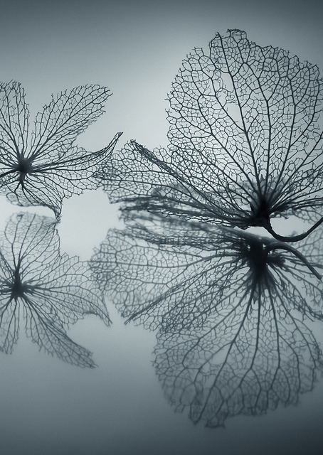 Ephemeral Beauty / PLATINA