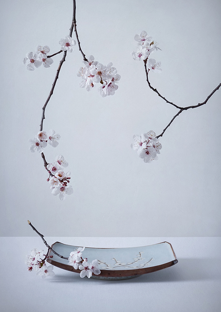 The First Cherry Blossom / PLATINA