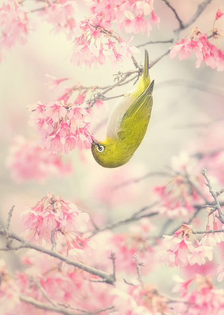 Cherry blossom bird / PLATINA