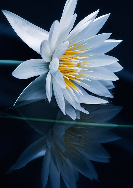 Reflecting world / PLATINA