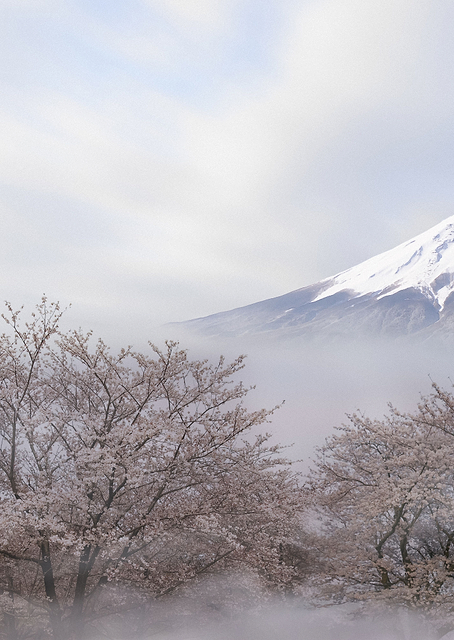 Mount Fuji in spring / PLATINA