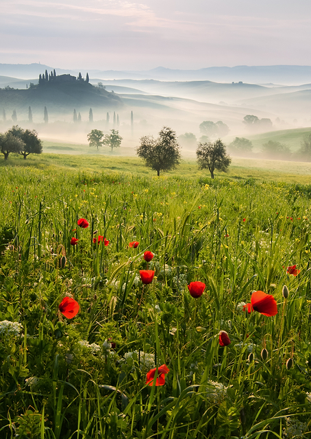Tuscan spring / PLATINA