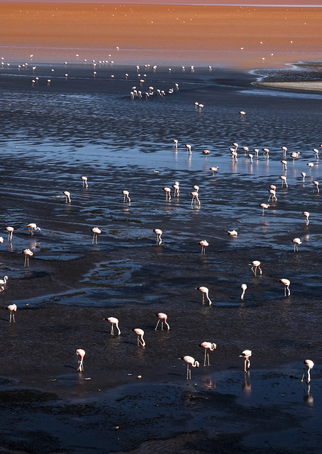 Colour conscious crowd / PLATINA