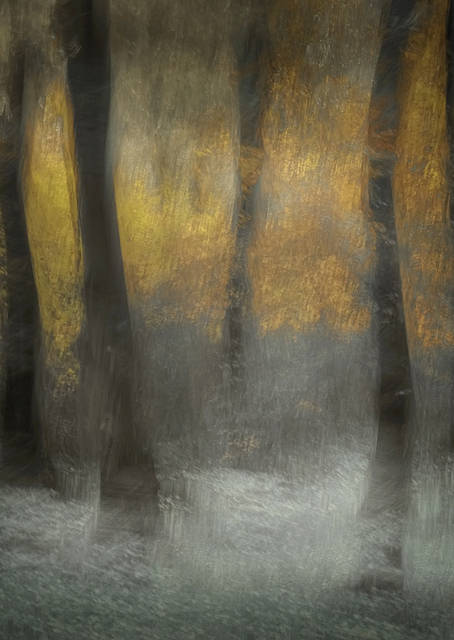 Dancing Trees / PLATINA