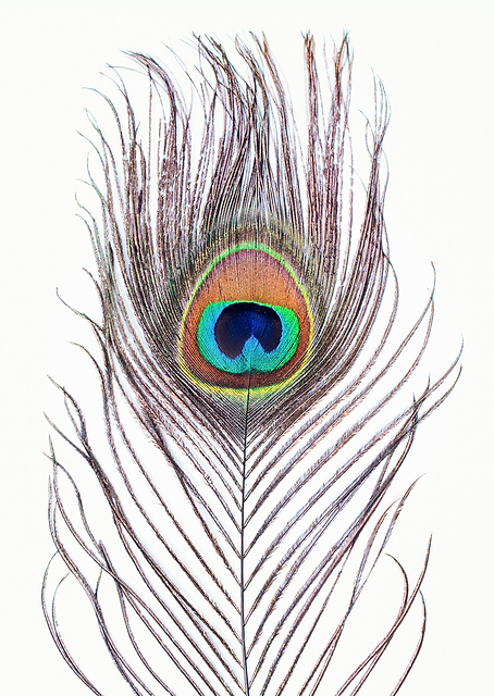 Peacock Feather / PLATINA